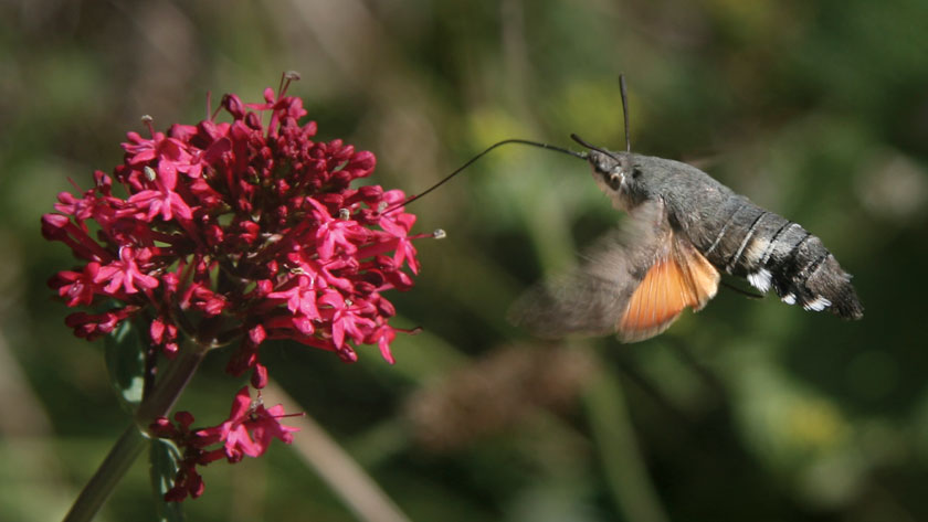 Hummingbird Hawkshead Moth in St Agnes
